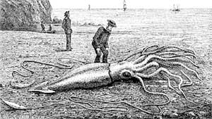 Calamar gigante asombra a Londres