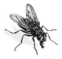 EEUU desarrolla "entomopter" de 60 miligramos de peso para vigilancia secreta