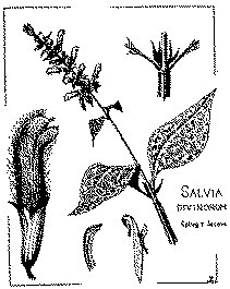La Guia de Usuarios de Salvia Divinorum